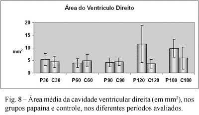 Corte transversal dos ventrículos, com evidente hipertrofia do